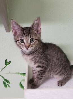 Rescue Domestic Short Hair Cats for Adoption in Hot Springs, Arkansas - Ryan | PetCurious