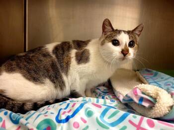 Domestic Short Hair Cats Available for Adoption - A120512 | PetCurious