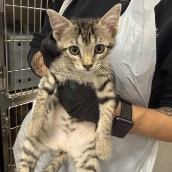 BENNIFER -  Domestic Short Hair Cat for Adoption in Hagerstown, Maryland - BENNIFER | PetCurious