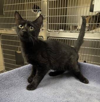 Eddie -  Domestic Short Hair Cat for Adoption in Westland, Michigan - Eddie | PetCurious
