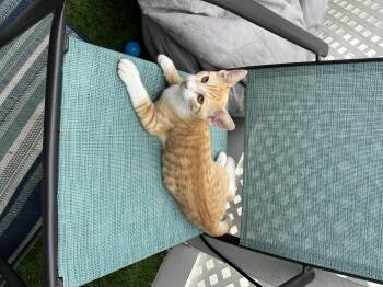 Rescue Tabby Cats for Adoption in Costa Mesa, California - Mr. Major | PetCurious