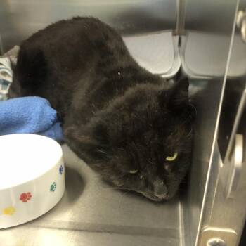 Whispurr -  Domestic Medium Hair Cat for Adoption in Burlington, Ontario - Whispurr | PetCurious