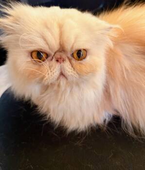 Jazzy -  Persian Cat for Adoption in Davis, California - Jazzy | PetCurious