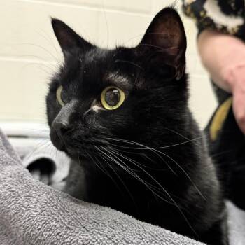 Domestic Short Hair Cats Available for Adoption in Murray, Utah - TC | PetCurious