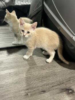 Domestic Short Hair Cats Available for Adoption in Pomona, New York - Frosted Flakes | PetCurious