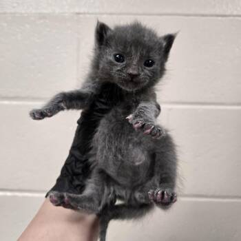 Rumble -  Domestic Short Hair Cat for Adoption in Reno, Nevada - Rumble | PetCurious