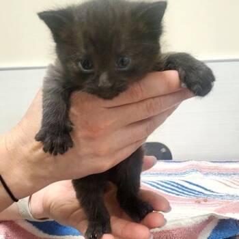 Aster -  Domestic Short Hair Cat for Adoption - Aster | PetCurious