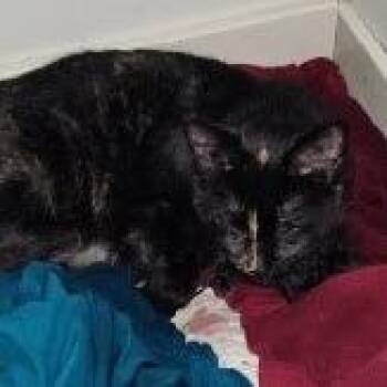W Momma -  Domestic Short Hair Cat for Adoption in Maple Falls, Washington - W Momma | PetCurious