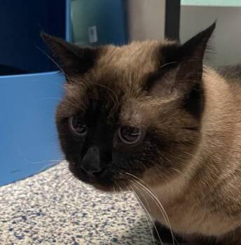 Momo -  Siamese Cat for Adoption in Golden, Colorado - Momo | PetCurious