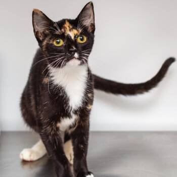Oaklee -  Domestic Short Hair Cat for Adoption in Hattiesburg, Mississippi - Oaklee | PetCurious