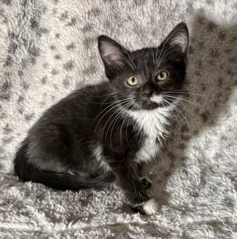 Oz- In a foster home -  Domestic Short Hair Cat for Adoption in Midland, Michigan - Oz- In A Foster Home | PetCurious