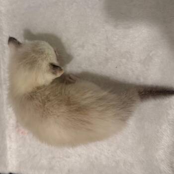 American Shorthair and Domestic Short Hair Cats Available for Adoption in Silver Spring, Maryland - Poppy (can Leave 5/3) | PetCurious