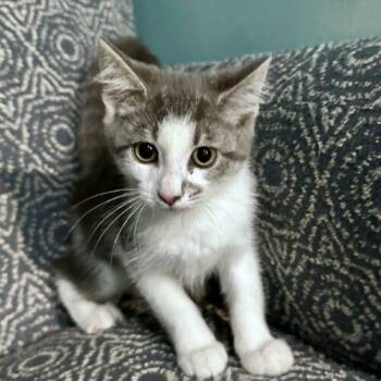 Mcintosh -  Domestic Short Hair Cat for Adoption in Canal Winchester, Ohio - Mcintosh | PetCurious