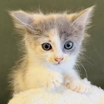 Rescue Domestic Long Hair Cats for Adoption in Alpine, Texas - Suki | PetCurious