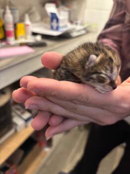 Aciano -  Domestic Short Hair Cat Available for Adoption in Johnson City, Tennessee - Aciano | PetCurious
