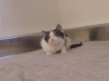 Domestic Short Hair Cats Available for Adoption in Sacramento, California - MARGEAUX | PetCurious