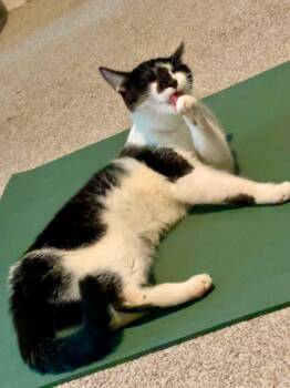 Rascal -  Domestic Short Hair Cat for Adoption in Lewis Center, Ohio - Rascal | PetCurious