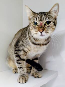 Rescue Domestic Short Hair Cats for Adoption in Corpus Christi, Texas - Ethel | PetCurious
