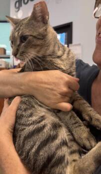 Taffy -  Domestic Short Hair Cat for Adoption - Taffy | PetCurious