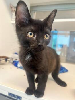 Splat (ID 52215) -  Domestic Short Hair Cat for Adoption in Manassas, Virginia - Splat (ID 52215) | PetCurious