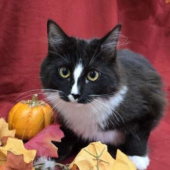 Sriracha -  Domestic Long Hair Cat for Adoption in Payson, Arizona - Sriracha | PetCurious
