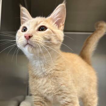 Domestic Short Hair Cats Available for Adoption in Medford, Oregon - Friedrich | PetCurious