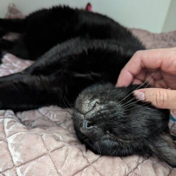 Rescue Domestic Short Hair Cats for Adoption in Philadelphia, Pennsylvania - Romeo | PetCurious