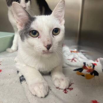 Glacier -  Domestic Short Hair Cat for Adoption in Valley, Alabama - Glacier | PetCurious