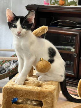 Rescue Domestic Short Hair Cats for Adoption in West Palm Beach, Florida - Milo | PetCurious