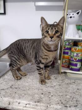 Rescue Tabby Cats for Adoption in Prescott, Arizona - Tofu | PetCurious
