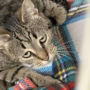 Tabby Cats Available for Adoption in Mazon, Illinois - Petunia | PetCurious