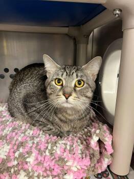 Ticketmaster -  Domestic Short Hair Cat for Adoption in Toronto, Ontario - Ticketmaster | PetCurious