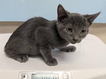 Roman Reins -  Domestic Short Hair Cat for Adoption in Woodbury, Minnesota - Roman Reins | PetCurious