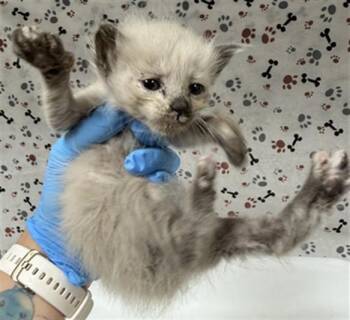 COOKIES -  Domestic Short Hair Cat for Adoption in Riverside, California - COOKIES | PetCurious