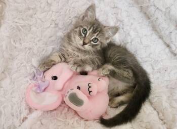 Tabby Cats Available for Adoption in St. Augustine, Florida - Tullip | PetCurious