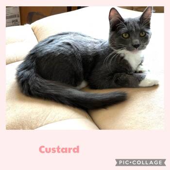 Domestic Short Hair Cats Available for Adoption in Newberg, Oregon - Custard | PetCurious