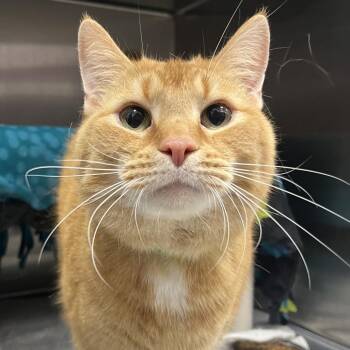 Nathaniel -  Domestic Short Hair Cat for Adoption in Fort Wayne, Indiana - Nathaniel | PetCurious