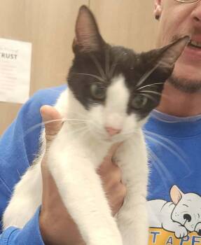 Kendra -  Domestic Short Hair Cat for Adoption in Republic, Missouri - Kendra | PetCurious