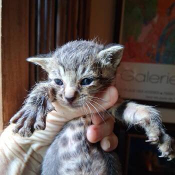 QUANITA (COH-A-67190) -  Domestic Short Hair Cat for Adoption in Volcano, Hawaii - QUANITA (COH-A-67190) | PetCurious