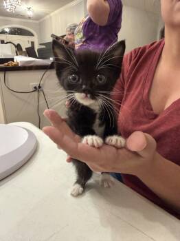 Major Meow (Available for pre-adoption) -  Domestic Short Hair Cat for Adoption in Camden, South Carolina - Major Meow (Available For Pre-adoption) | PetCurious