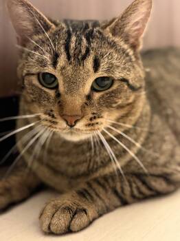 Domestic Short Hair Cats Available for Adoption - Marsik | PetCurious