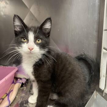 Taro -  Tuxedo Cat for Adoption in Hoffman Estates, Illinois - Taro | PetCurious