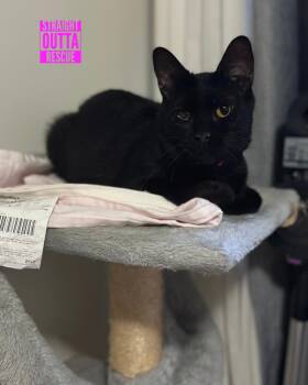 Rescue Domestic Short Hair Cats for Adoption in Vancouver, British Columbia - Nilufer | PetCurious