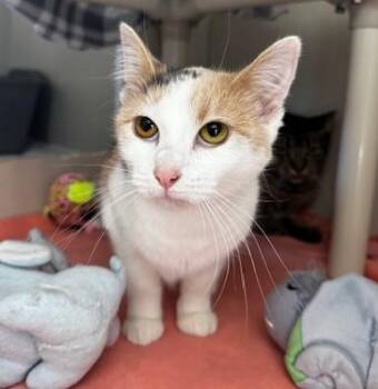 Rescue Domestic Short Hair Cats for Adoption in Hutchinson, Minnesota - Fluffer Nutter And Wednesday | PetCurious