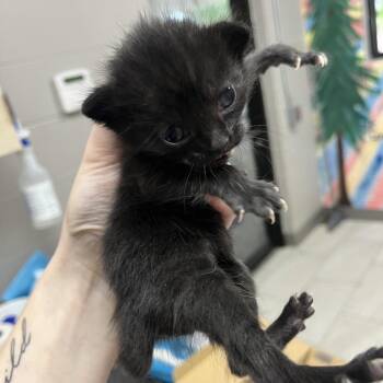 Bran -  Domestic Short Hair Cat for Adoption in Lufkin, Texas - Bran | PetCurious