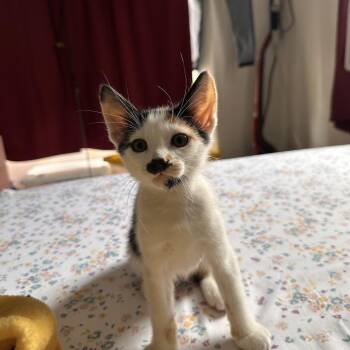 Melody -  Domestic Short Hair Cat Available for Adoption in Brea, California - Melody | PetCurious