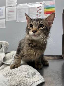 Domestic Short Hair Cats Available for Adoption in Bloomington, Indiana - Pickle Knight | PetCurious