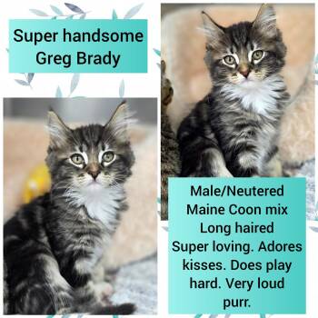 Greg Brady -  Domestic Long Hair and Maine Coon Cat for Adoption in Beaverton, Oregon - Greg Brady | PetCurious
