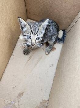 MIRACLE -  Domestic Short Hair Cat for Adoption in San Antonio, Texas - MIRACLE | PetCurious