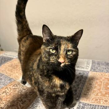 Persephone -  Domestic Short Hair Cat for Adoption in Hemet, California - Persephone | PetCurious
